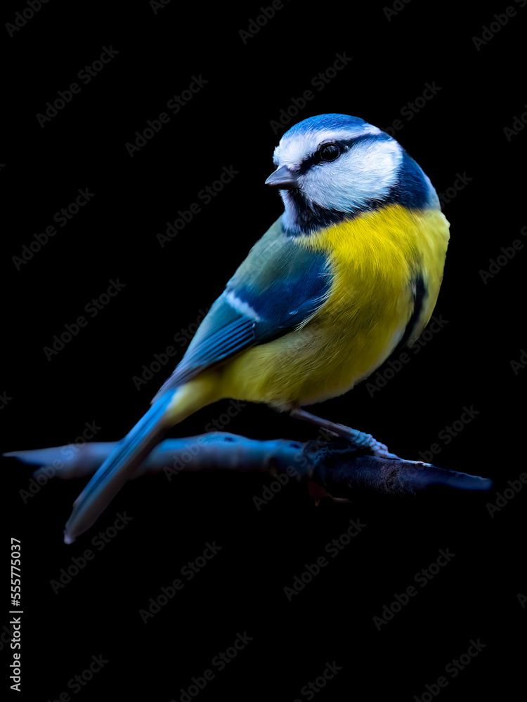 Naklejka premium Blaumeise