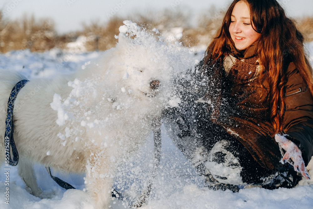 Obraz premium Winter walk with your favorite Samoyed pet.