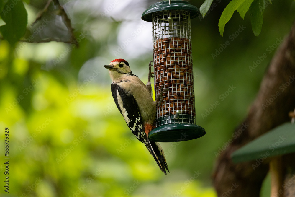 Naklejka premium Great spotted woodpecker on bird feeder station. Blurred natural background