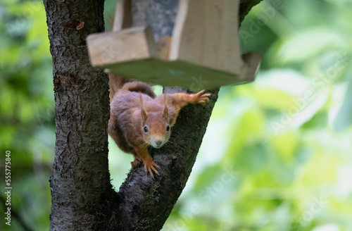 red squirrel sitting on tree, ready to jump towards bird feeder house, looking towards the camera. blurred natural background 