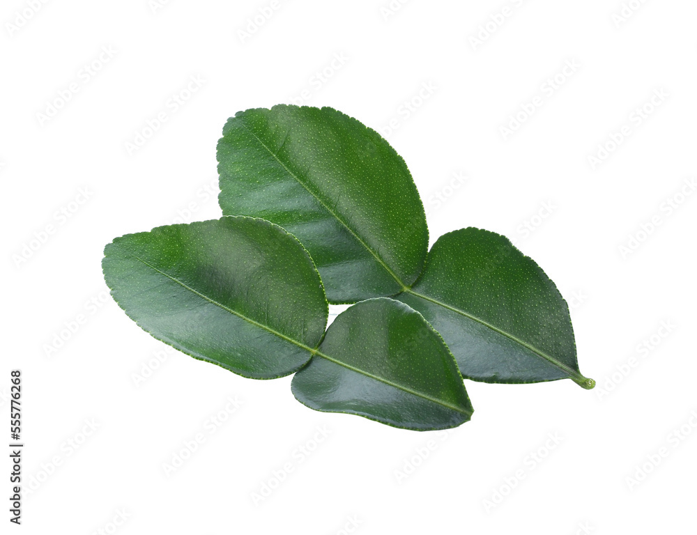 Fototapeta premium Bergamot fruit isolated transparent png