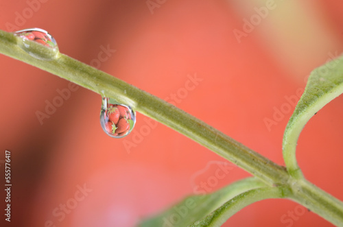 drop on a leaf