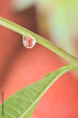water drops on a leaf