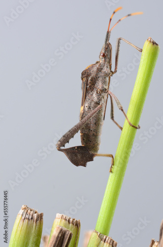 grasshopper on a leaf