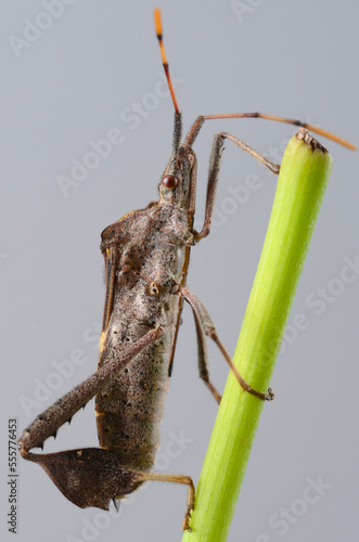 grasshopper on a leaf