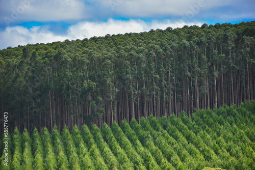 Forest Eucalyptus Plantation Pine Tree  photo