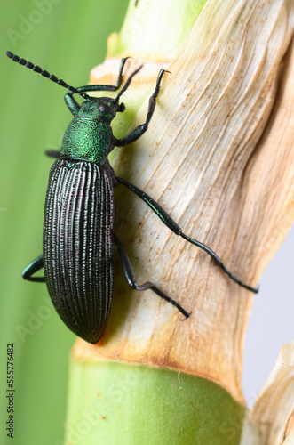 stag beetle on a leaf