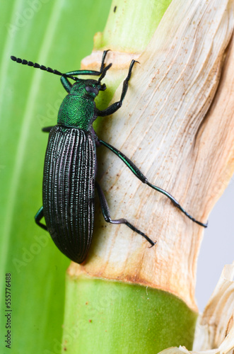 bug on a leaf