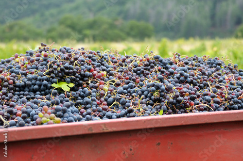 Close-up of Bin of Grapes, Minervois, Languedoc-Roussillon, France photo