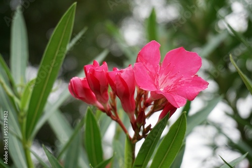 nerium oleander or rose bay flower in nature garden