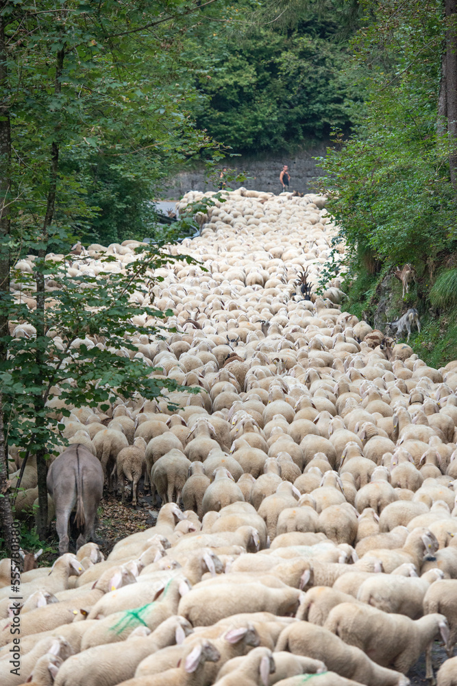 Sheep occupying the road during the transhumance - obrazy, fototapety, plakaty 