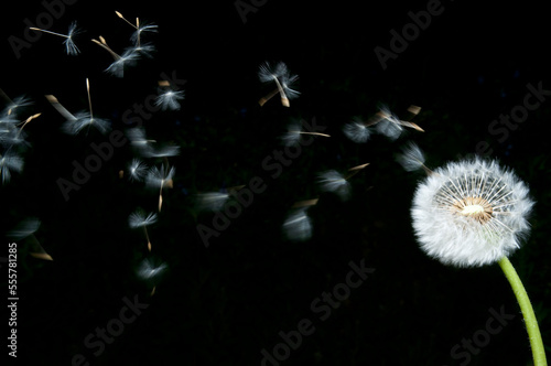 Dandelion with Seeds Blowing Away photo