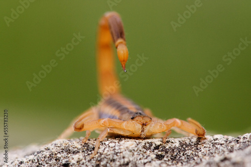 Scorpion on Rock photo