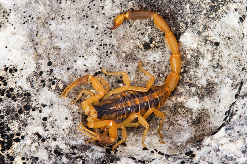 Scorpion on Rock photo