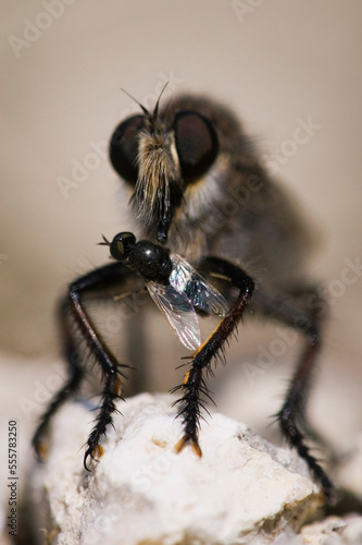 Robber Fly eating Fly photo