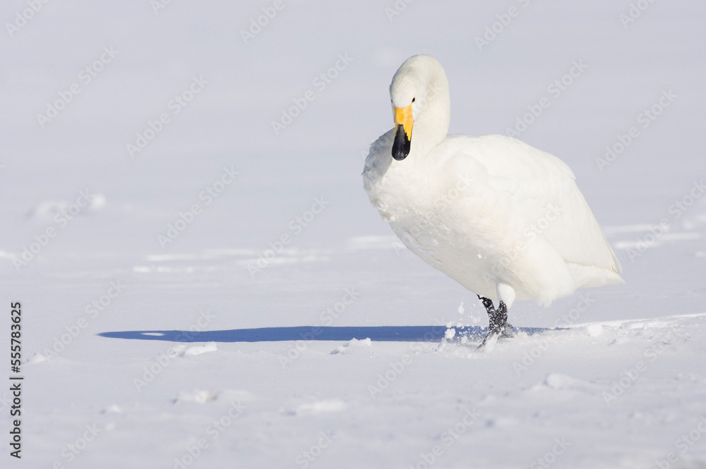 Whooper Swan, Lake Kussharo, Hokkaido, Japan Whooper Swan, Lake Kussharo, Hokkaido, Japan