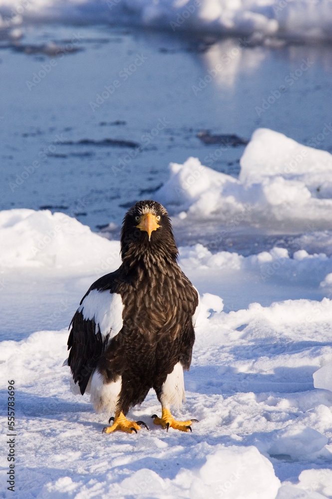 Steller's Sea Eagle, Nemuro Channel, Rausu, Hokkaido, Japan Steller's Sea Eagle, Nemuro Channel, Rausu, Hokkaido, Japan