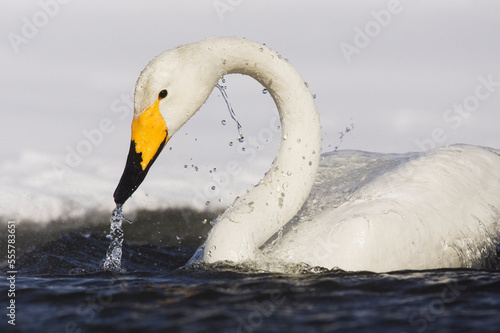 Fotografie Whooper Swan, Lake Kussharo, Hokkaido, Japan