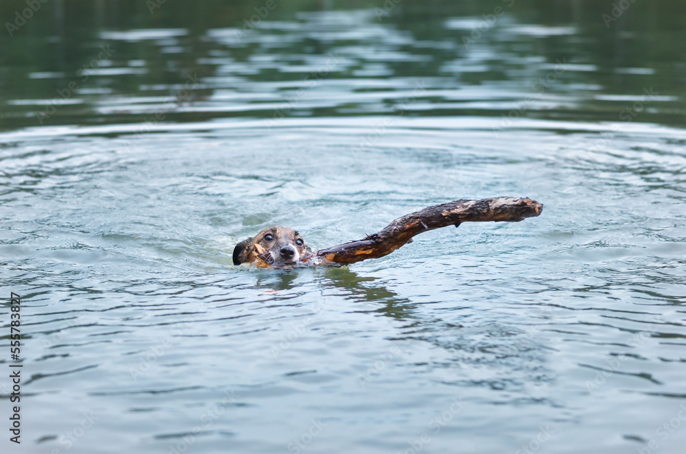 Obraz premium Portrait of Happy dog, Jack Russell swimming playing with a stick in mouth