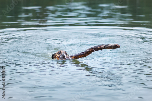 Portrait of Happy dog, Jack Russell swimming playing with a stick in mouth © Rattanapon