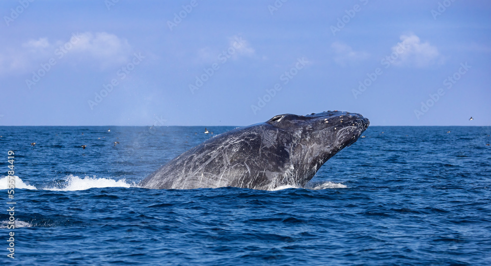 Obraz premium humpback breaching 