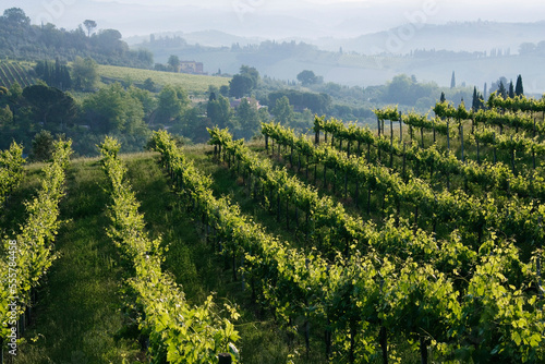 Vineyard, Chianti Region, Tuscany, Italy photo