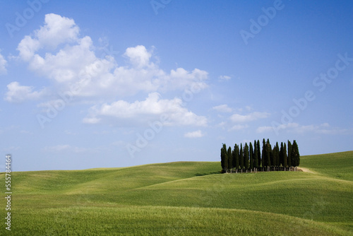 Grove of Cypress Trees, Val d'Orcia, Tuscany, Italy