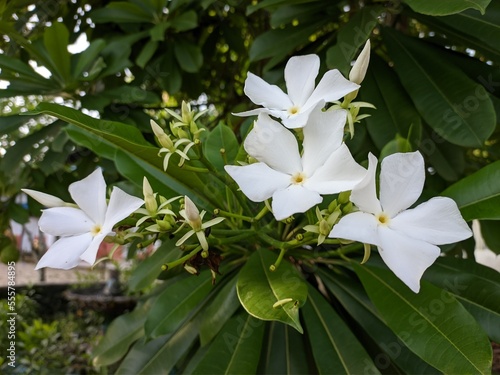 Cerbera odollam flower in the morning photo