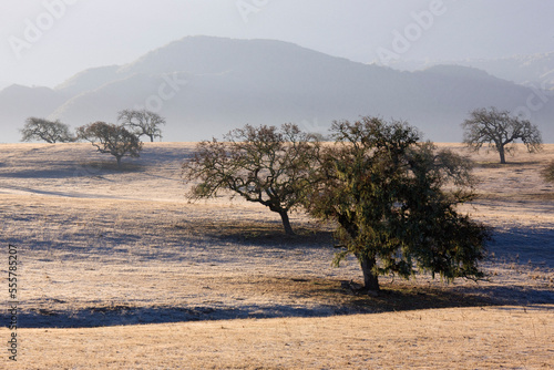 Oak Trees in Field, Santa Ynez Valley, Southern California, USA photo