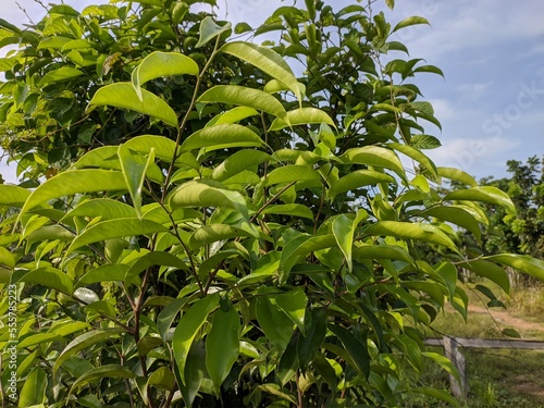 agarwood leaves  aquilaria malaccensis  in the morning