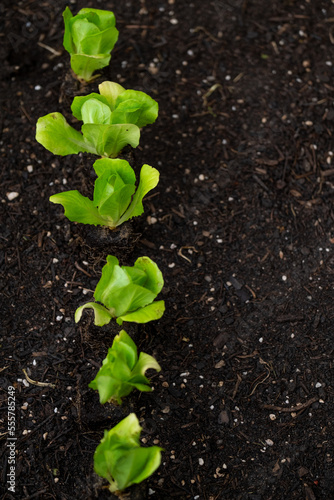 Gardening and agriculture. Romaine lettuce seedlings row on the ground. green vegetables seedling.Lettuce plant set on the ground close-up.Growing pure bio vegetables in your own garden.