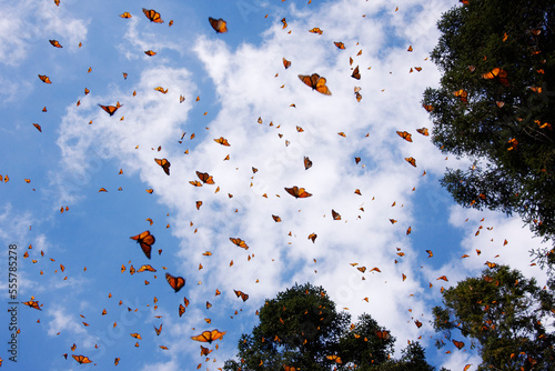 Monarch Butterflies, Sierra Chincua Butterfly Sanctuary, Angangueo, Michoacan, Mexico photo