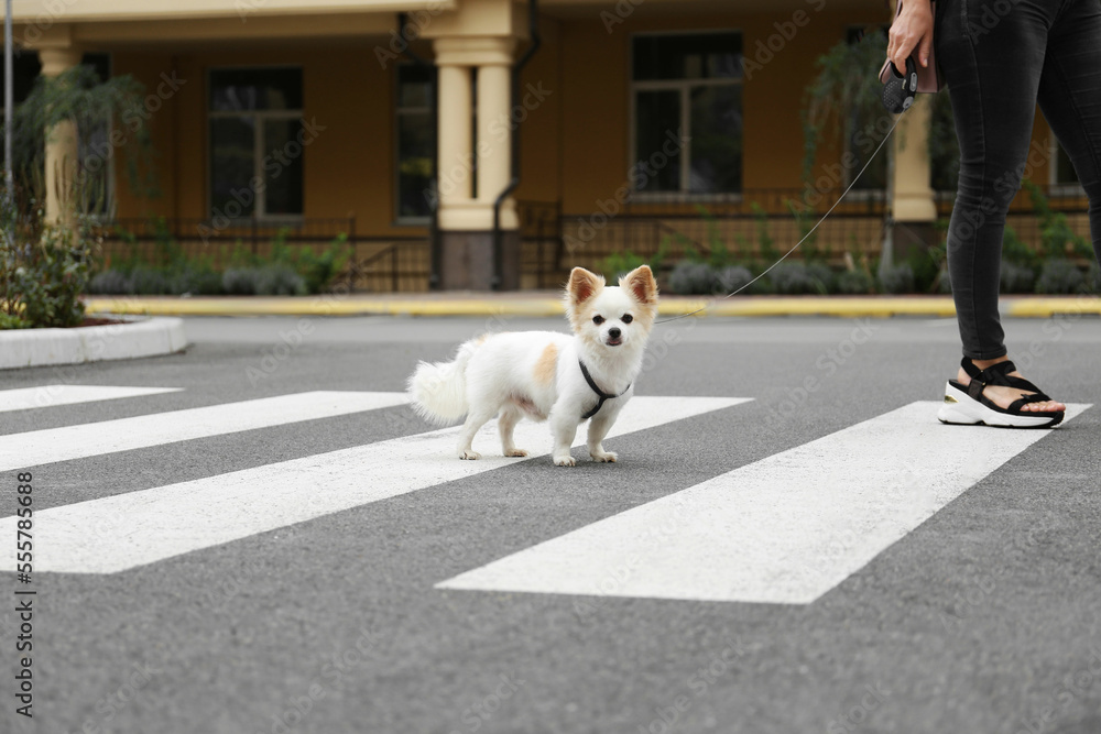 Woman walking with cute Chihuahua on pedestrian crossing, closeup