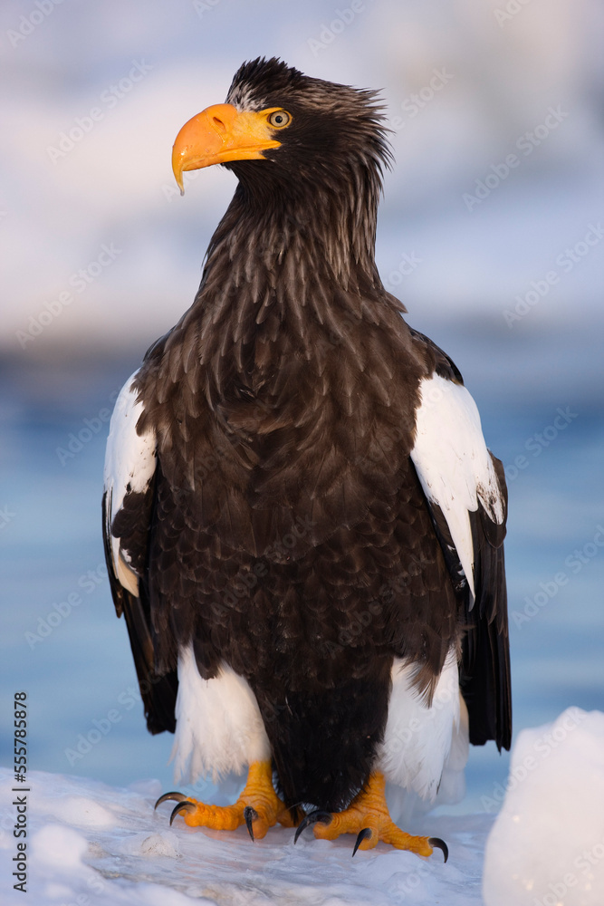 Steller's Sea Eagle, Nemuro Channel, Shiretoko Peninsula, Hokkaido, Japan Steller's Sea Eagle, Nemuro Channel, Shiretoko Peninsula, Hokkaido, Japan