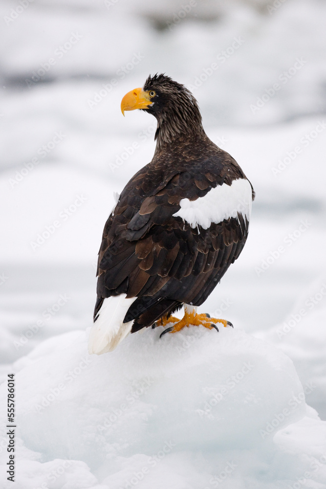 Steller's Sea Eagle, Nemuro Channel, Shiretoko Peninsula, Hokkaido, Japan