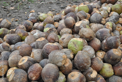Many coconut,