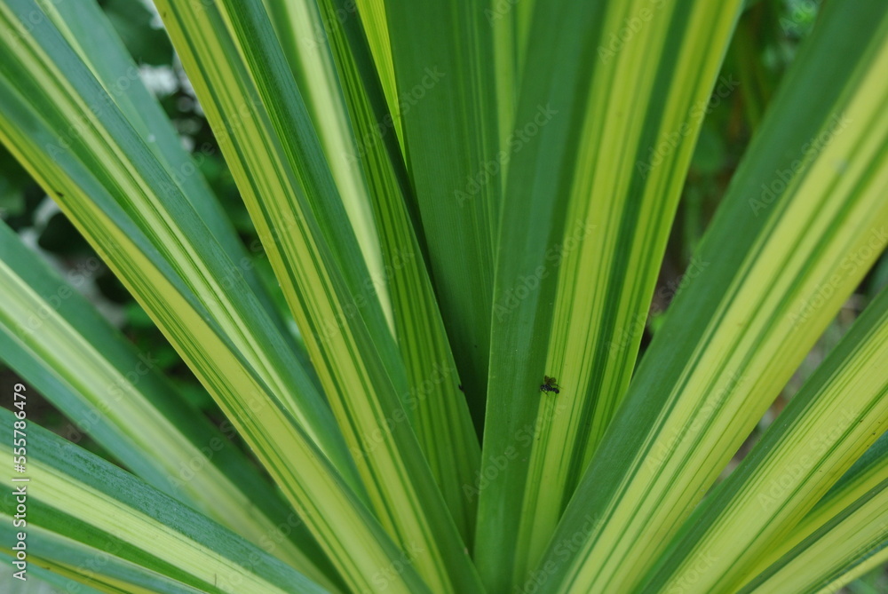 Dracena texture Dracena texture
