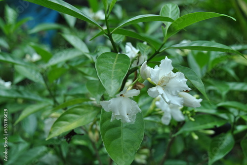 ancient jasmine