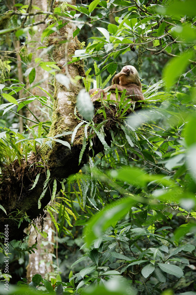 Two-toed Sloth in Tree, Costa Rica Two-toed Sloth in Tree, Costa Rica