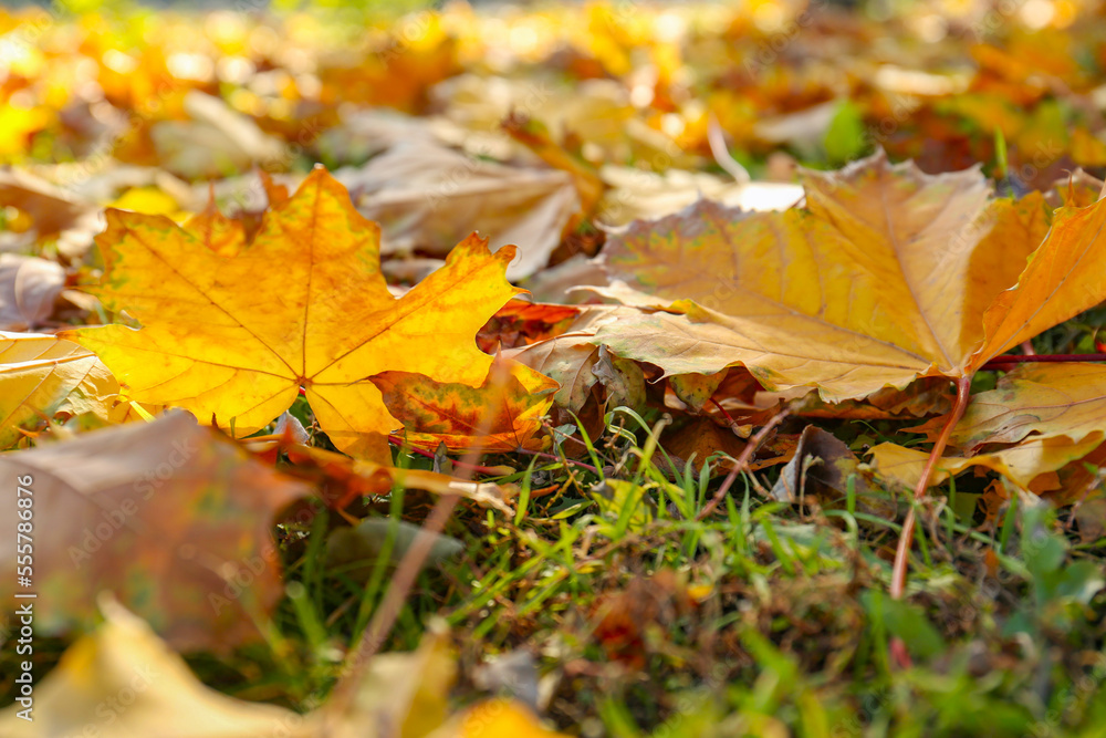 Beautiful dry leaves on grass outdoors, closeup. Autumn season Beautiful dry leaves on grass outdoors, closeup. Autumn season