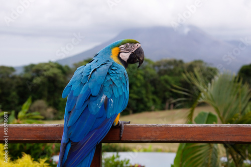 Blue and Yellow Macaw on Railing, Arenal Volcano, Costa Rica photo