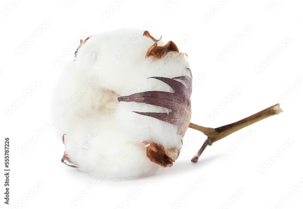 Beautiful fluffy cotton flower isolated on white Beautiful fluffy cotton flower isolated on white