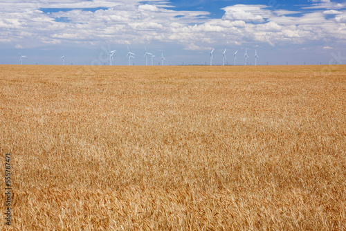 Wind Farm and Wheat Field, Near Amarillo, Texas, USA photo