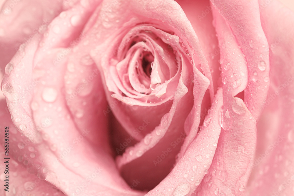 Erotic metaphor. Rose bud with petals and water drops resembling vulva. Beautiful flower as background, closeup Erotic metaphor. Rose bud with petals and water drops resembling vulva. Beautiful flower as background, closeup
