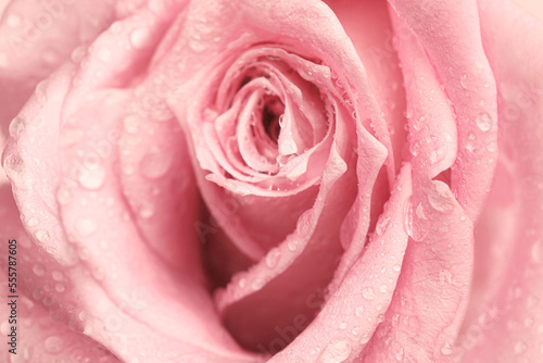 Erotic metaphor. Rose bud with petals and water drops resembling vulva. Beautiful flower as background  closeup