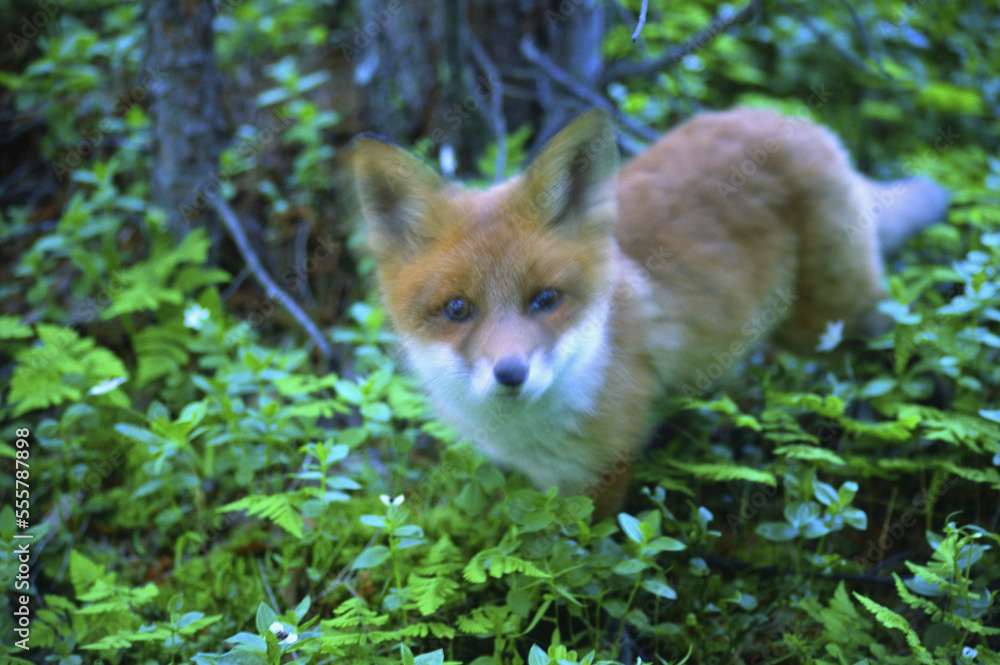 Red Fox, Dividalen, Troms, Norway Red Fox, Dividalen, Troms, Norway