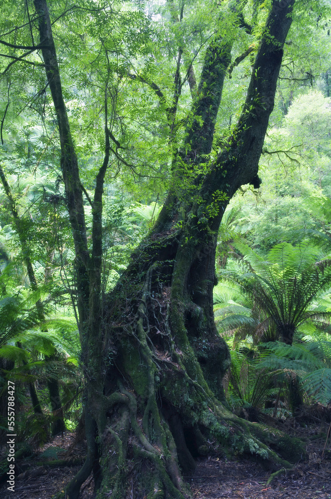 Myrtle Beech Tree in Rainforest, Yarra Ranges National Park, Victoria, Australia