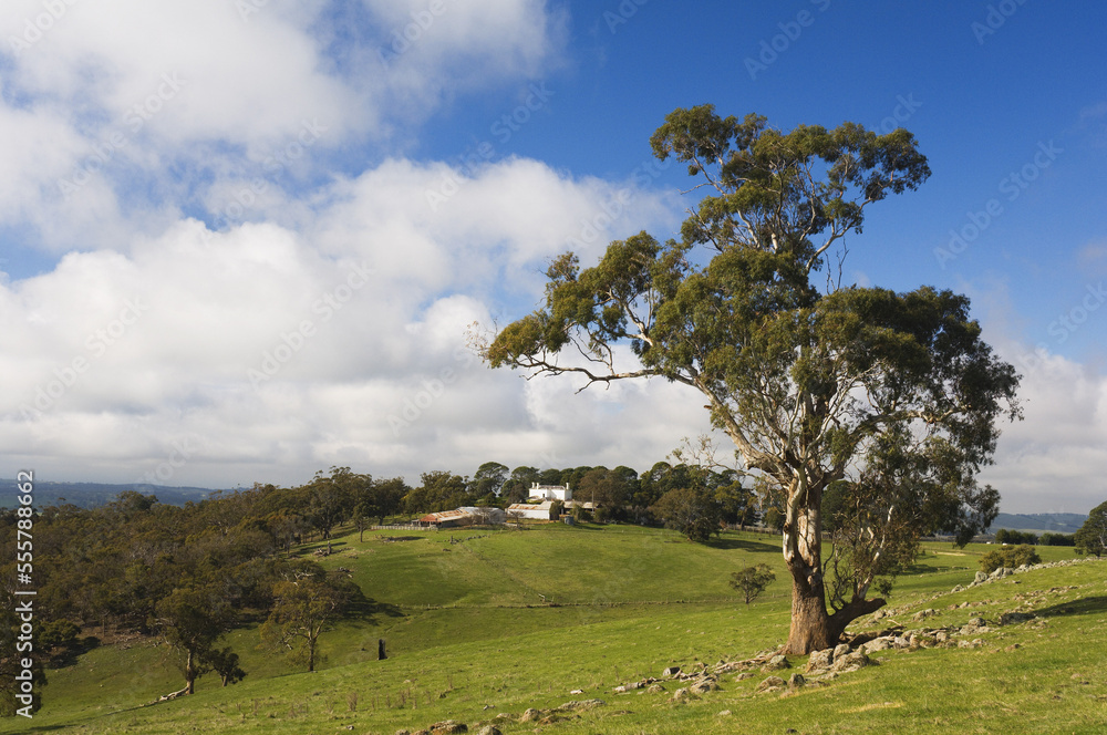 Farmland, Glenvale, Victoria, Australia Farmland, Glenvale, Victoria, Australia