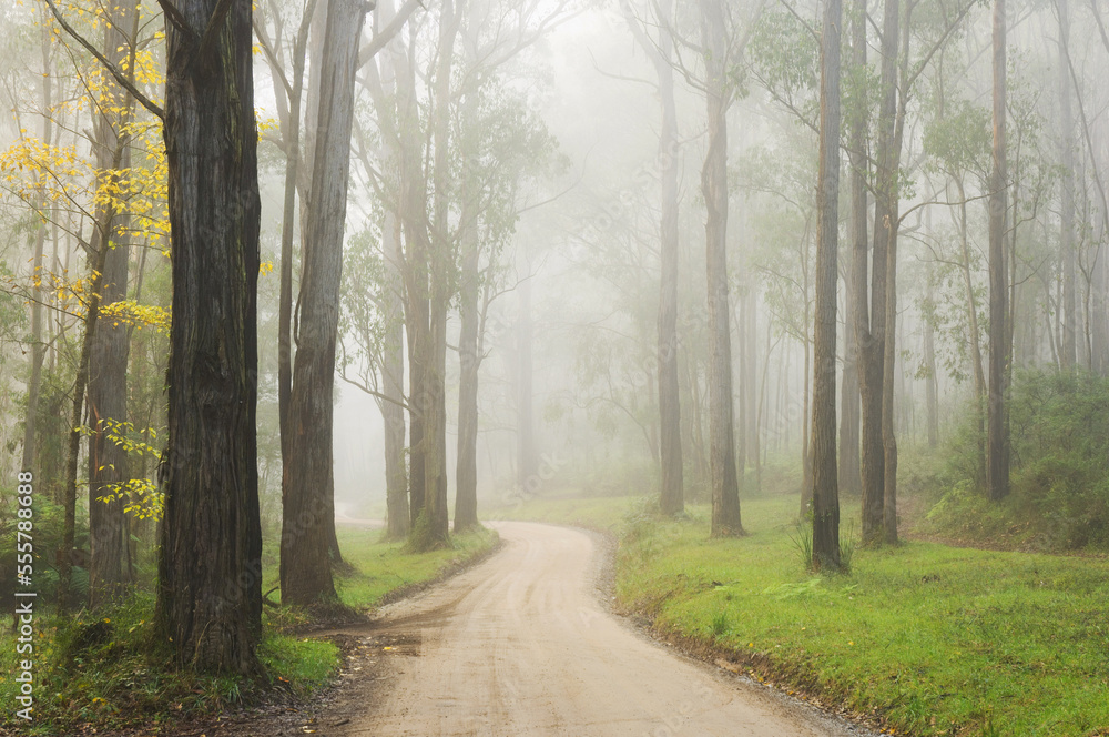 Country Road in Fog, Dandenong Ranges, Victoria, Australia Country Road in Fog, Dandenong Ranges, Victoria, Australia