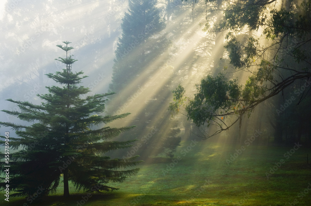Sunrays Through Morning Fog, Dandenong Ranges, Victoria, Australia Sunrays Through Morning Fog, Dandenong Ranges, Victoria, Australia